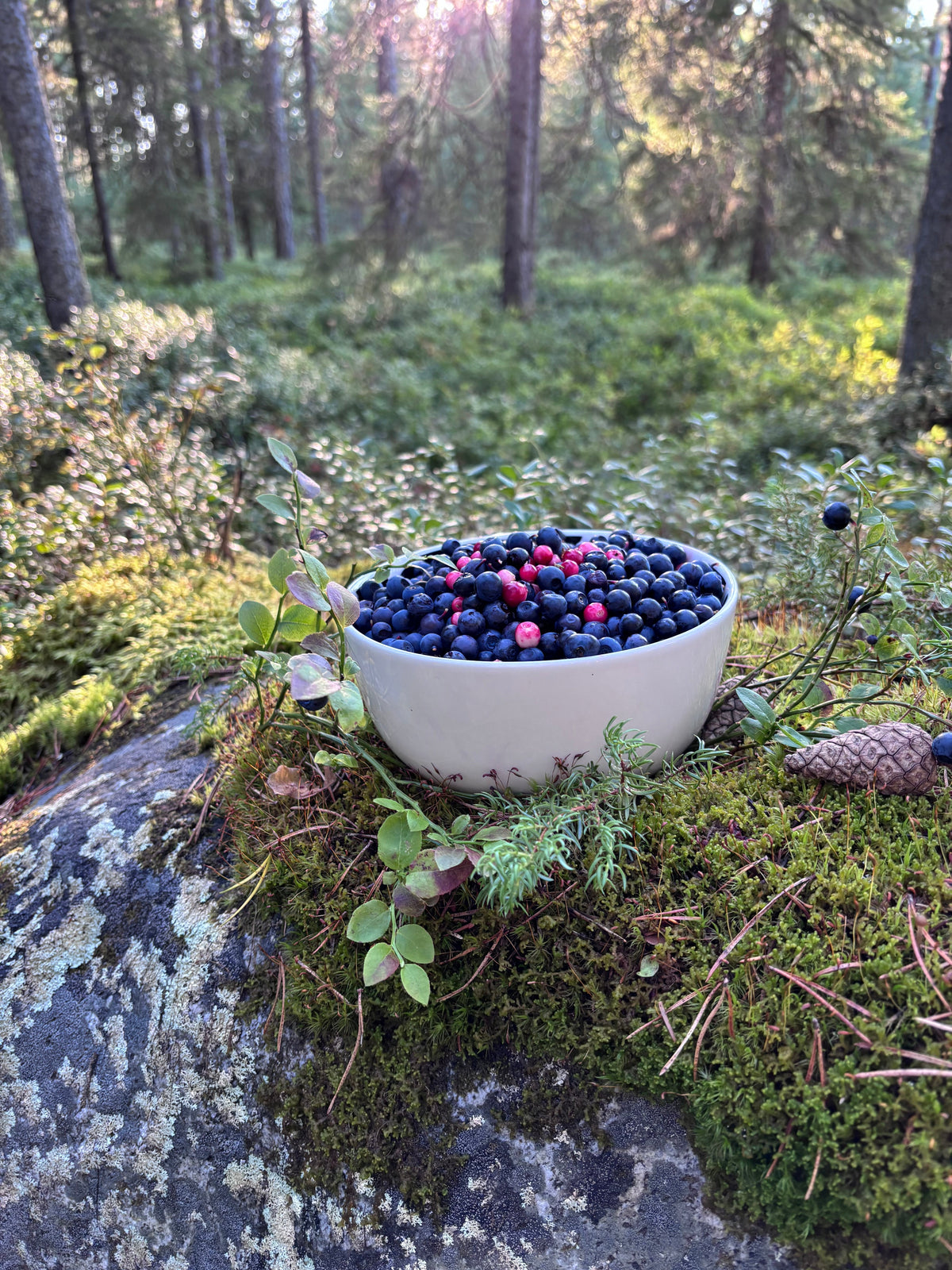 Blueberry