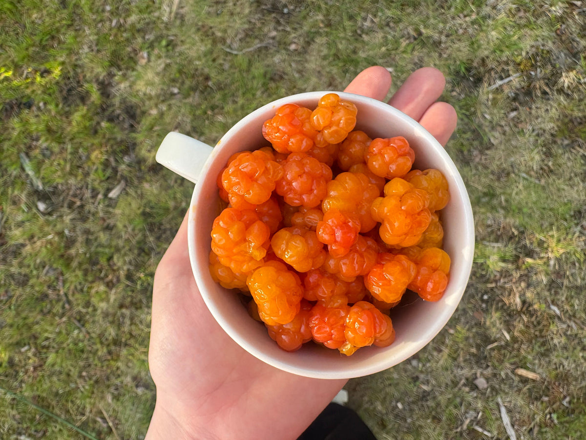 Cloudberry - The Golden treasure of Lapland